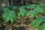 File:<b>Podophyllum peltatum</b>