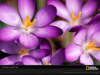Purple Violets
