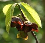 File:<b>Asimina</b> triloba kz1.jpg
