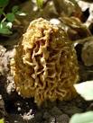 The morel is the state mushroom of the American state of Minnesota Link - via Daymix