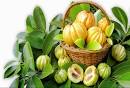 What is <b>Garcinia Cambogia</b>
