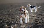 Animal Beagle Wallpaper/Background 2560 x 1600 - Id: 381275 ...