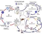 The <b>P</b>.<b>vivax</b> life cycle