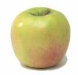 Cook's Thesaurus: Apples