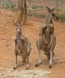 Eastern grey kangaroo - Wikipedia, the free encyclopedia