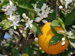 blossoms - <b>Citrus sinensis</b>