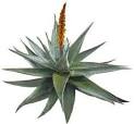 Healing plants: Aloevera
