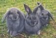 of best-looking rabbits on