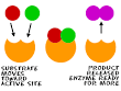of an <b>enzyme</b> at work: