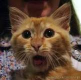 images?q=tbn:ANd9GcRpM_PnxiymLeJo478dfJz3rWs8e5-c11FPLTswoiObD3IqjzjCrLvfctiJ0w