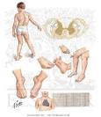 Friedreich Ataxia - Netter Medical Artwork