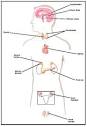 Endocrine System - Biology Encyclopedia - cells, body, examples ...