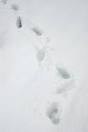 Foot prints in the snow - via Daymix