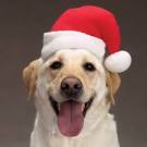 Avoid Those Holiday Pet Hazards | Zooniversity