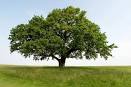  Tree Trust PSA | Profesorbaker's Blog: A Bit of Everything