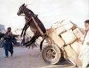 Mexican Donkeys | Mexico in the 1950s