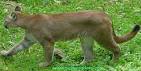 CATAMOUNT