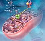 HIF-1 Inhibition in Mitochondria | Fairman Studios