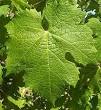 220px-Carmenere_leaf.JPG