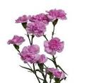 http://www.wholeblossoms.com/images/lavender-mini-carnations.jpg