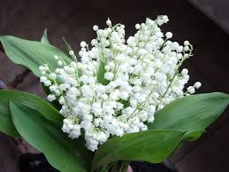 Résultat de recherche d'images pour "images gif 1er mai muguet"