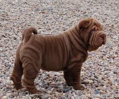 Blog de paulaely : Focinhos; Amor Incondicional!, Shar Pei.
