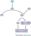 Figure 3 : Nitric oxide in the central nervous system ...