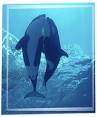 killer whale <b>reproduction</b>.