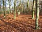 Ashley Hill Forest consists of a mixture of woodland types. - via Daymix