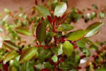 <b>Catha</b> edulis