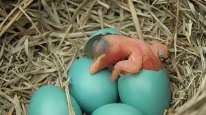 Image result for baby robin hatching