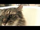 CAT GOES TO VET FOR FLEA BATH BUT GETS EUTHANIZED - Worldnews.