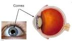 <b>Cornea</b>