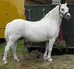 Welsh Pony and Cob - Wikipedia, the free encyclopedia