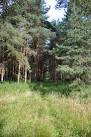 A narrow path runs through the forest at Redneck Heath. - via Daymix
