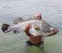 Big Fish Pictures