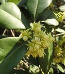 Fruit Tree <b>Mimusops</b> Maxima