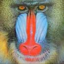 Study on Baboons Reveals that Poor Diet Leads To Diabetes During ...