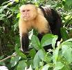 Capuchin monkey - Wikipedia, the free encyclopedia