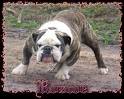 English Bulldog Puppies For Sale