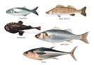 FOOD &amp; KITCHEN :: FOOD :: BONY FISHES [4] image - Visual ...