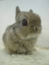 Japaneese Bunny , Funny Animals