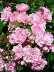pink roses in the bush garden - via Daymix