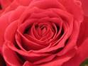 Inside the Rose | Karina B. Heart