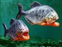 Piranha