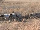 Gun Dog Sales