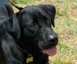 How to Use a Head Halter : The Humane Society of the United States