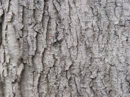 Smashing Release : 15 Free And High Quality Tree Wood Textures ... - tree-wood-texture-7