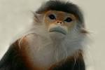 Endangered Doucs Langur by *carterr on deviantART