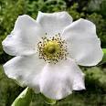 Georgia State Flower Cherokee Rose Rosa laevigata